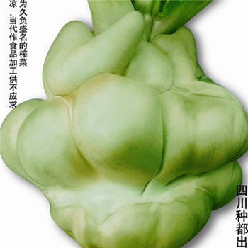 种都榨菜