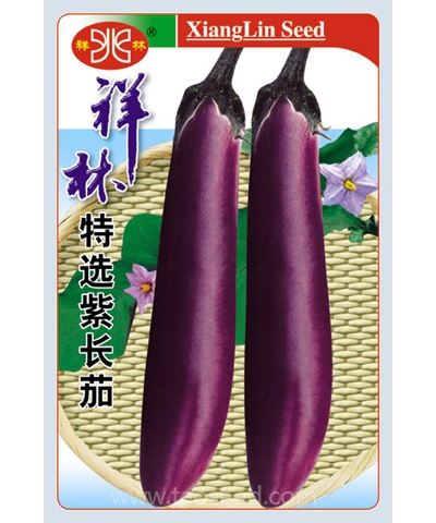 特选紫长茄