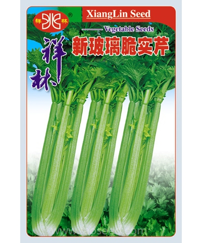 新玻璃脆实芹