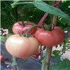 佳宝抗TY粉色番茄——番茄种子西红柿种子