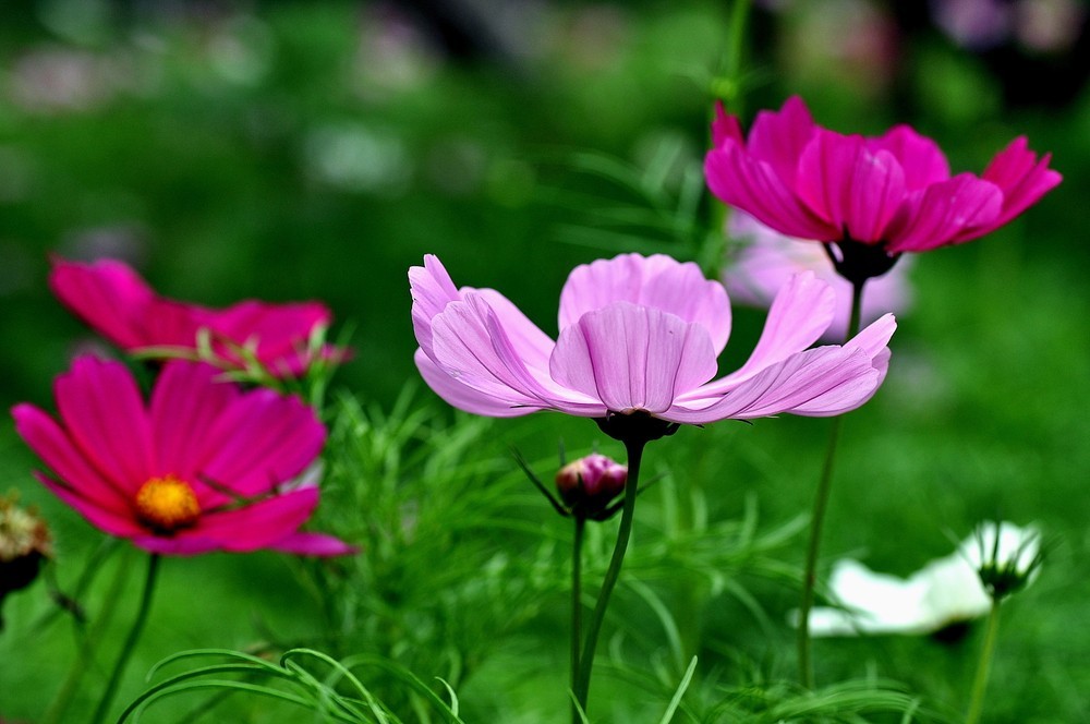 草花种子，波斯菊种子，格桑花种子，百日草种子