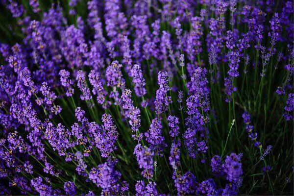 出售.熏衣草种子.紫花地丁种子.紫花苜蓿种子.支持货到付款