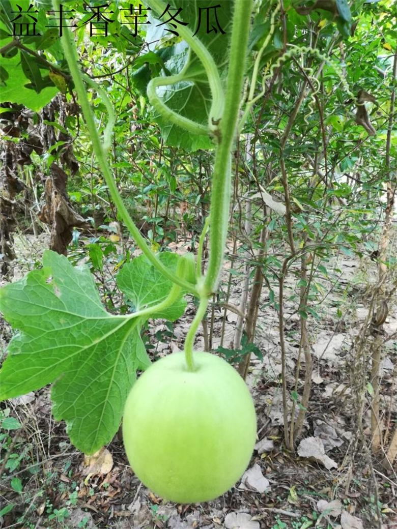 优质冬瓜种子 香芋冬瓜种子