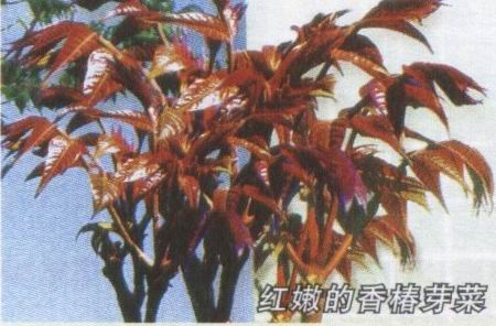 红叶香椿种子 彩色蔬菜种子