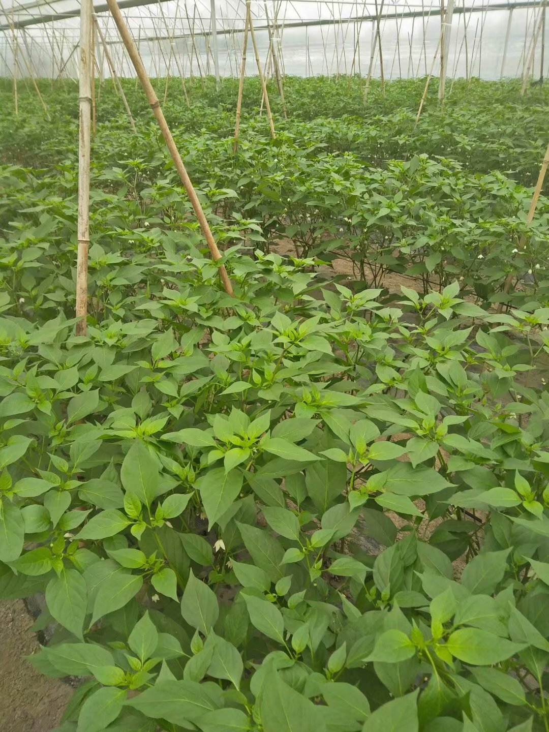 新胡萝卜除草剂芹菜除草剂甘蓝除草剂