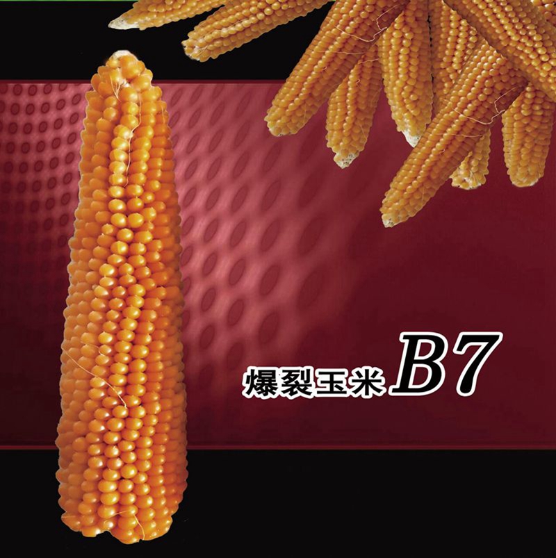 爆裂玉米B7