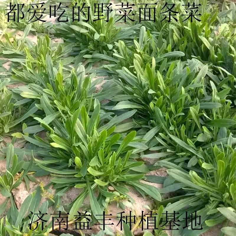 野菜种子 面条菜种子