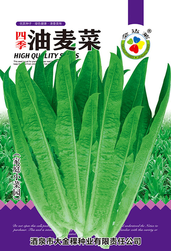 四季油麦菜