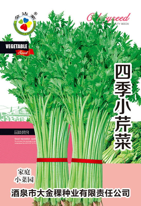 四季小芹菜