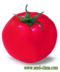 火美人——番茄