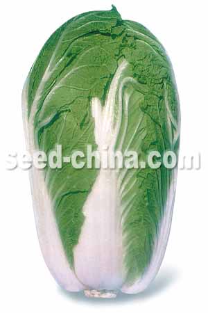 华良2000大白菜