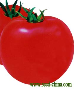 以色列--番茄