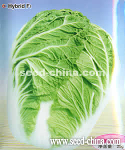 超纯改良青杂三号--大白菜