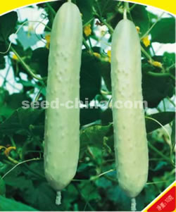 华早白玉黄瓜F1