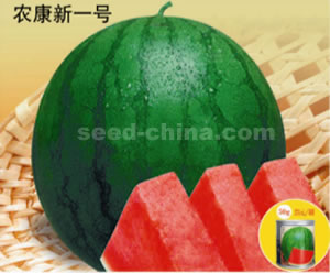 农康新一号西瓜