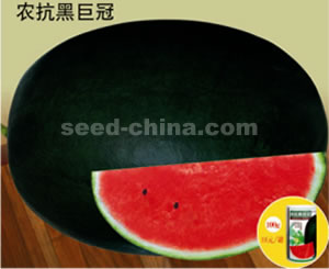 农抗黑巨冠西瓜