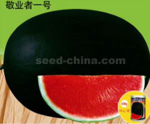 敬业者一号西瓜