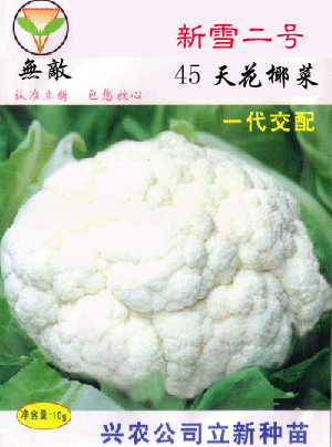 新雪二号45天--白花菜、花椰菜