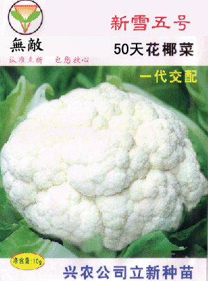 新雪五号50天生--白花菜、花椰菜