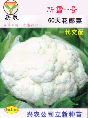 新雪一号60天--白花菜、花椰菜
