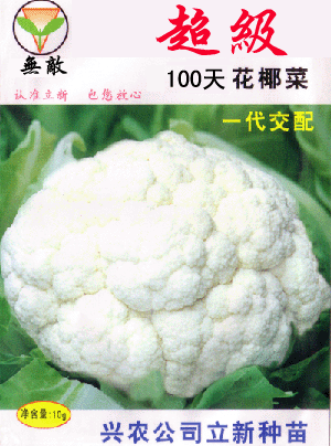 超级100天--白花菜、花椰菜