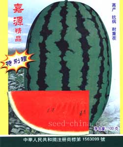 嘉源地龙王西瓜