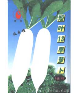 短叶13号萝卜