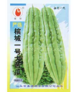 槟城一号大苦瓜