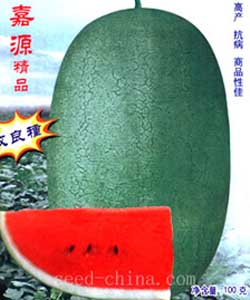 巨宝绿王西瓜