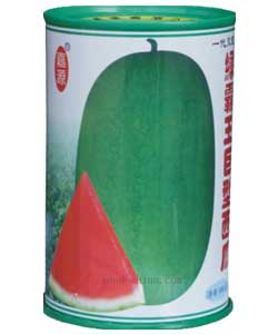 绿霸王巨型西瓜