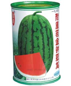耐重茬金钟冠龙西瓜