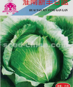 皖甘二号－甘蓝