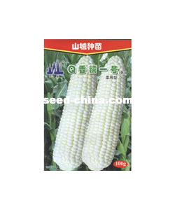 Q香糯一号－玉米