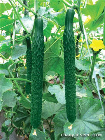 重庆时时彩现场直播 彩票湖南快乐十分logo -后