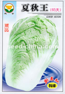 夏秋王65天——大白菜