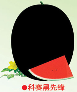 科赛黑先锋