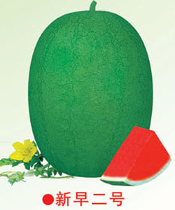 新早二号