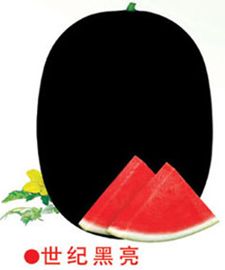 世纪黑亮