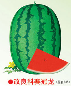 改良科赛冠龙（F35）