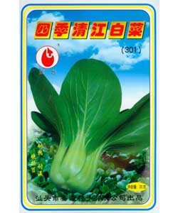 四季清江白菜