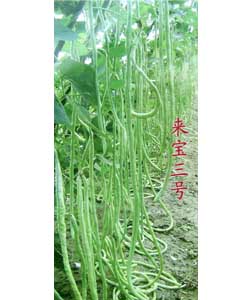 来宝三号豇豆