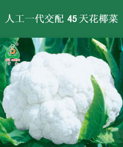 人工一代交配45天花椰菜