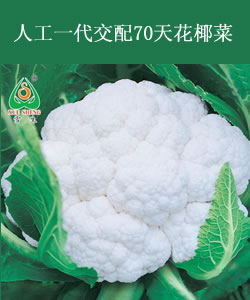 人工一代交配70天花椰菜