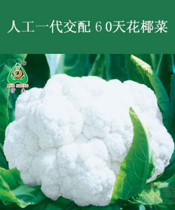 人工一代交配60天花椰菜