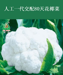 人工一代交配80天花椰菜