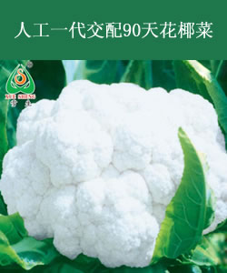 人工一代交配90天花椰菜