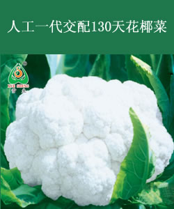 人工一代交配130天花椰菜
