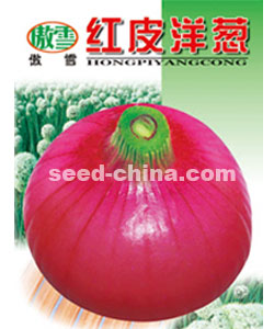 红皮洋葱