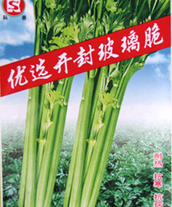 开封玻璃脆芹菜