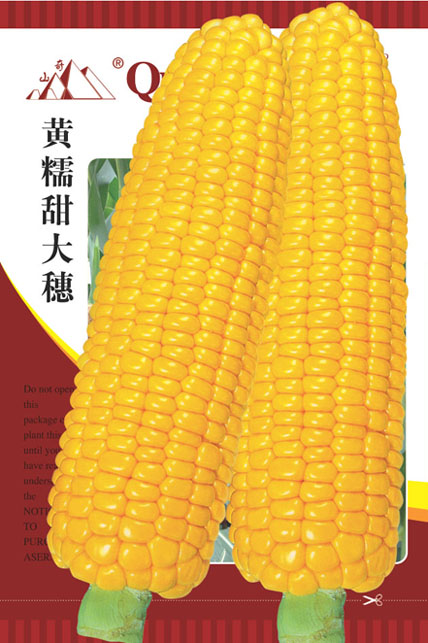 “黄甜糯大穗 ”玉米种简介